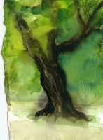 Drzewo w Konstancinie