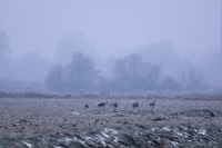 Żurawie na Urzeczu z duchem Chełmońskiego we mgle.