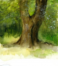 Drzewo w Konstancinie