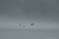 Kormorany i mgła, Kępa Oborska