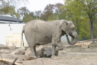 Słoń, warszawskie zoo