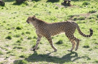 Gepard, warszawskie zoo