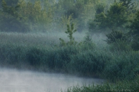 Otulina Jeziorka Czerniakowskiego otulona poranną mgłą