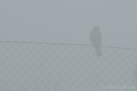 Drapieżnik we mgle