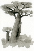 Baobab, którego nigdy nie widziałam