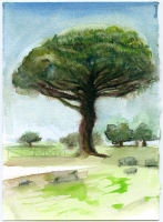 Drzewo w Paestum